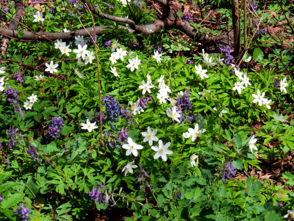 Anemone nemorosa&Corydalis solida Huta-Mezhyhirska