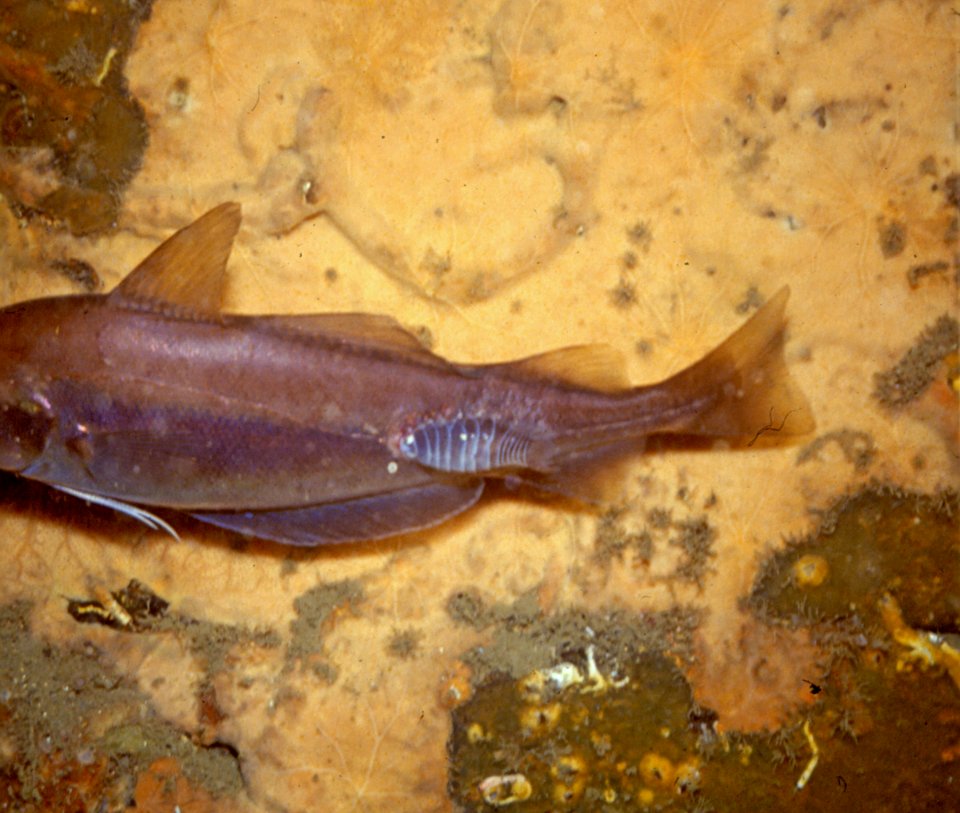 Anilocra physodes (Linnaeus, 1758) 3