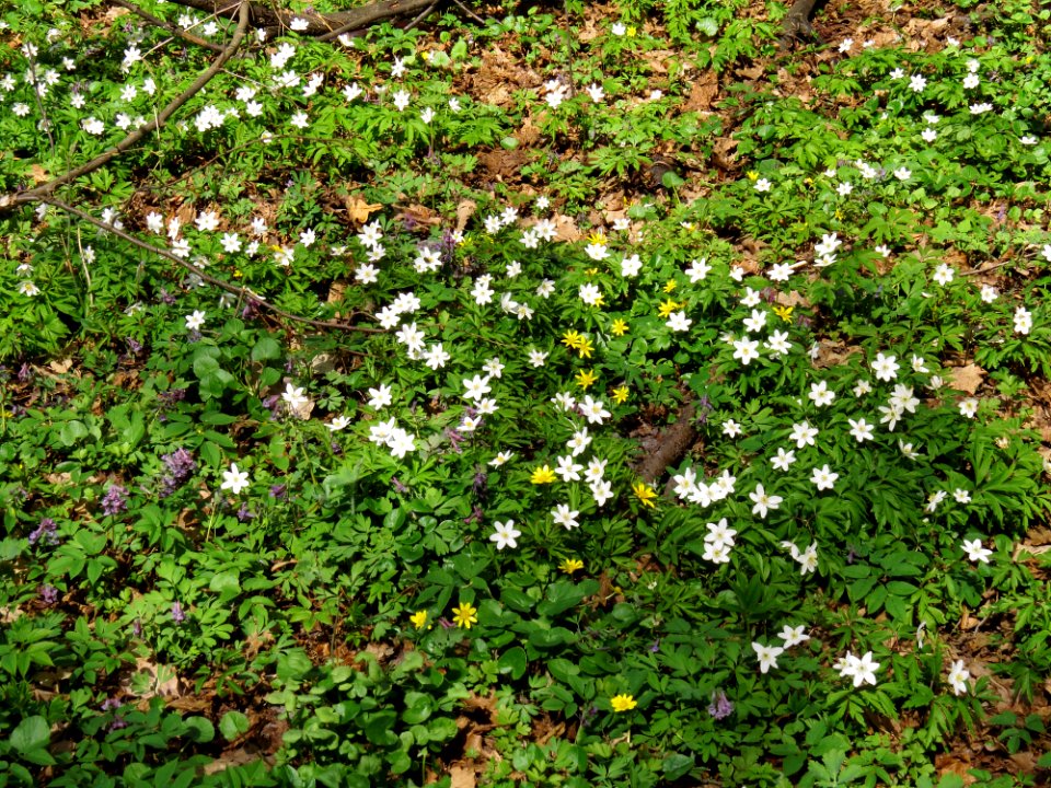 Anemone nemorosa&Corydalis solida&Ficaria verna Huta-Mezhyhirska