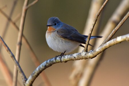Outdoors wild animals new audio video text