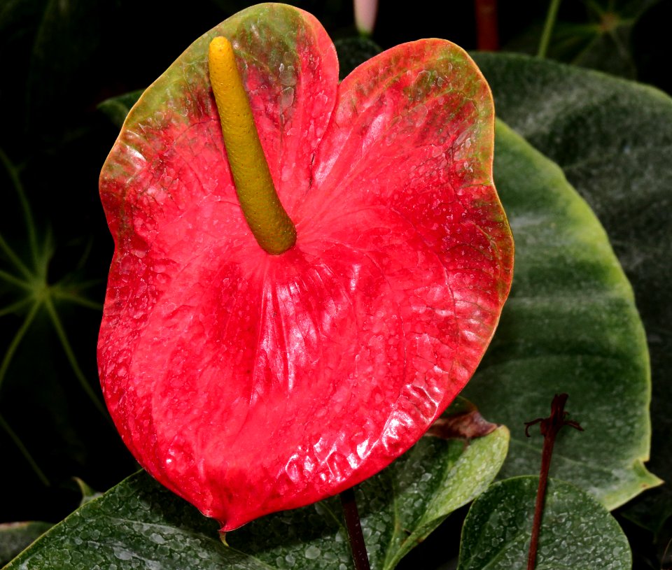 Anthurium hookeri Kiev