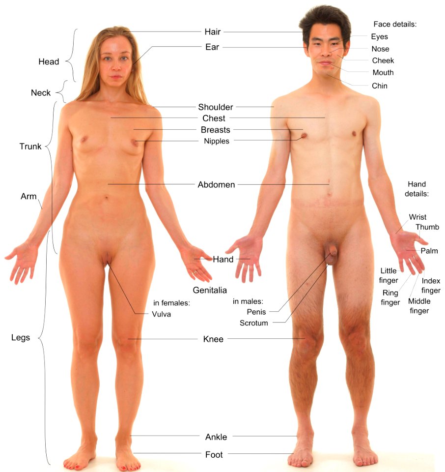 Anterior view of human female and male, with labels