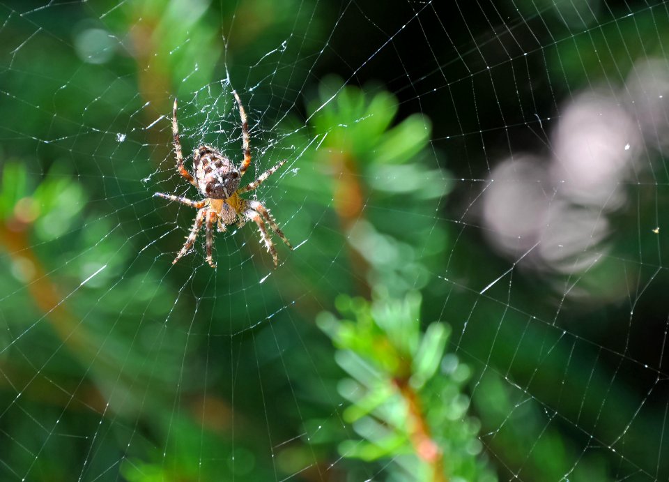 Araneus diadematus - Épeire diadème