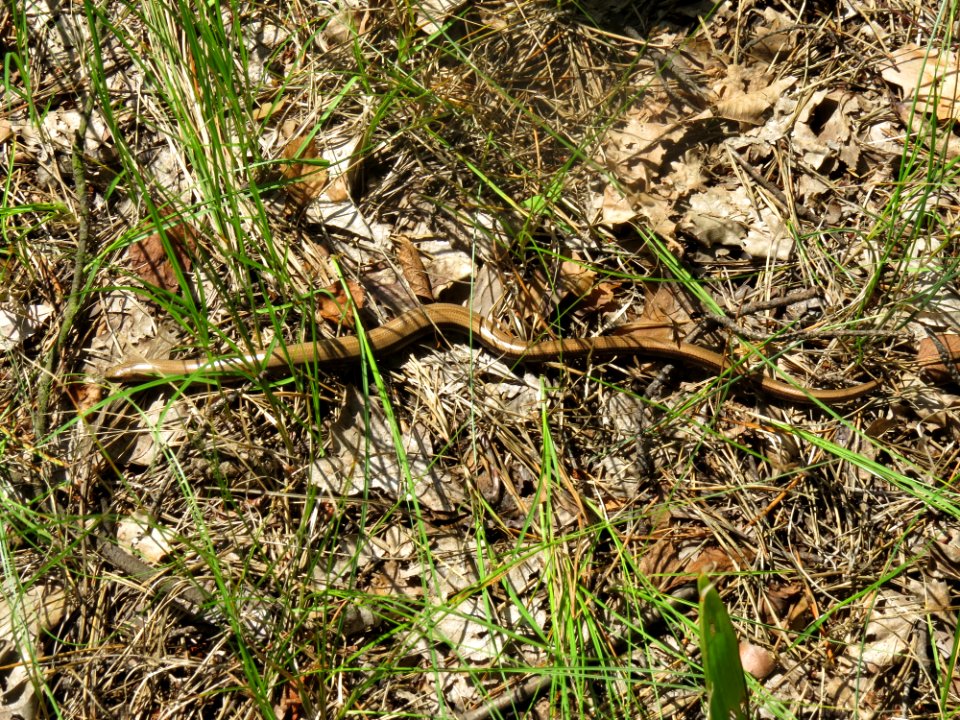 Anguis fragilis Kyiv
