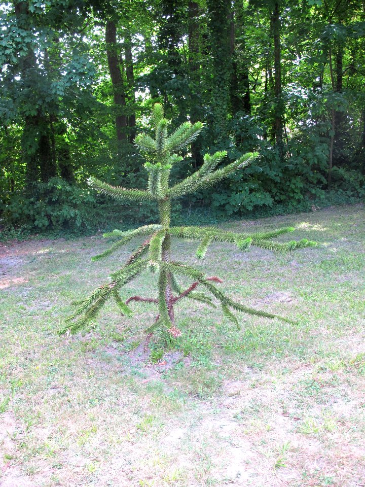 Arbre-Chateau Azay le Ferron - 2