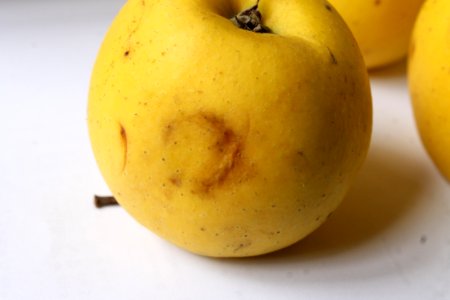 Apple chlorotic leafspot virus 209