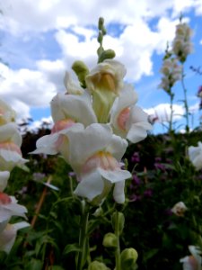Antirrhinum majus, Potomac appleblossom, 1