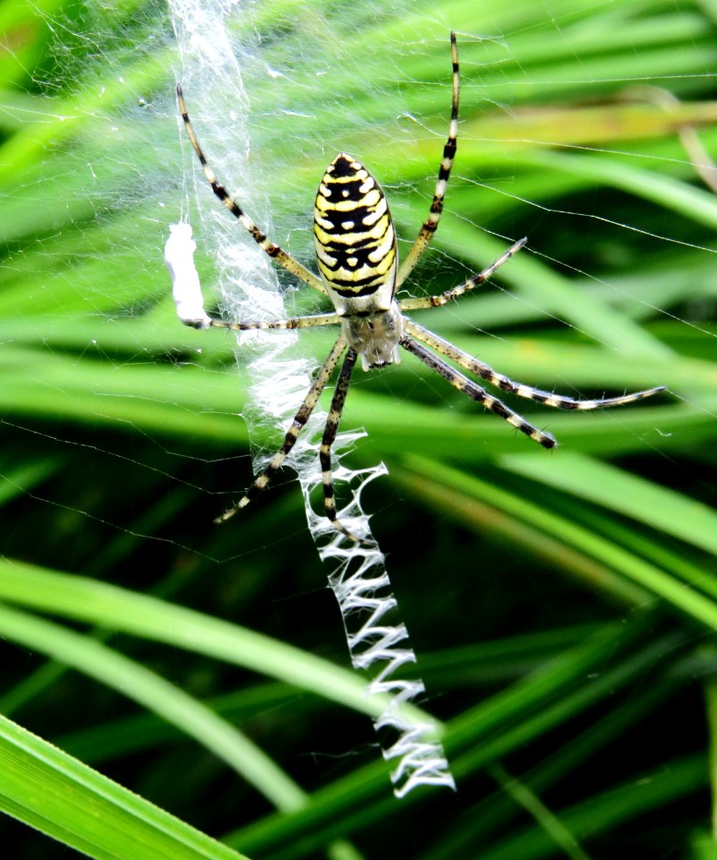 Argiope bruennichi Kiev