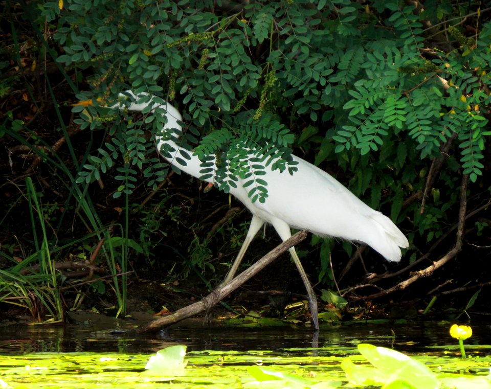 Ardea alba Kiev4