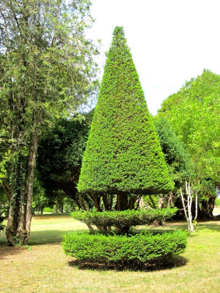Arbre - Chateau Azay le Ferron