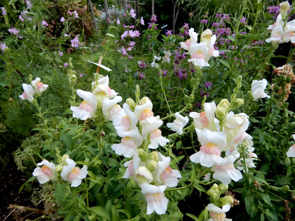 Antirrhinum majus, Potomac appleblossom, 2