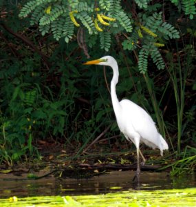 Ardea alba Kiev5