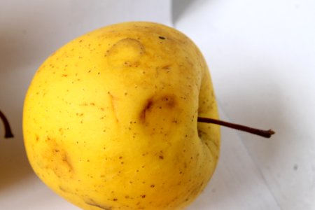 Apple chlorotic leafspot virus 199