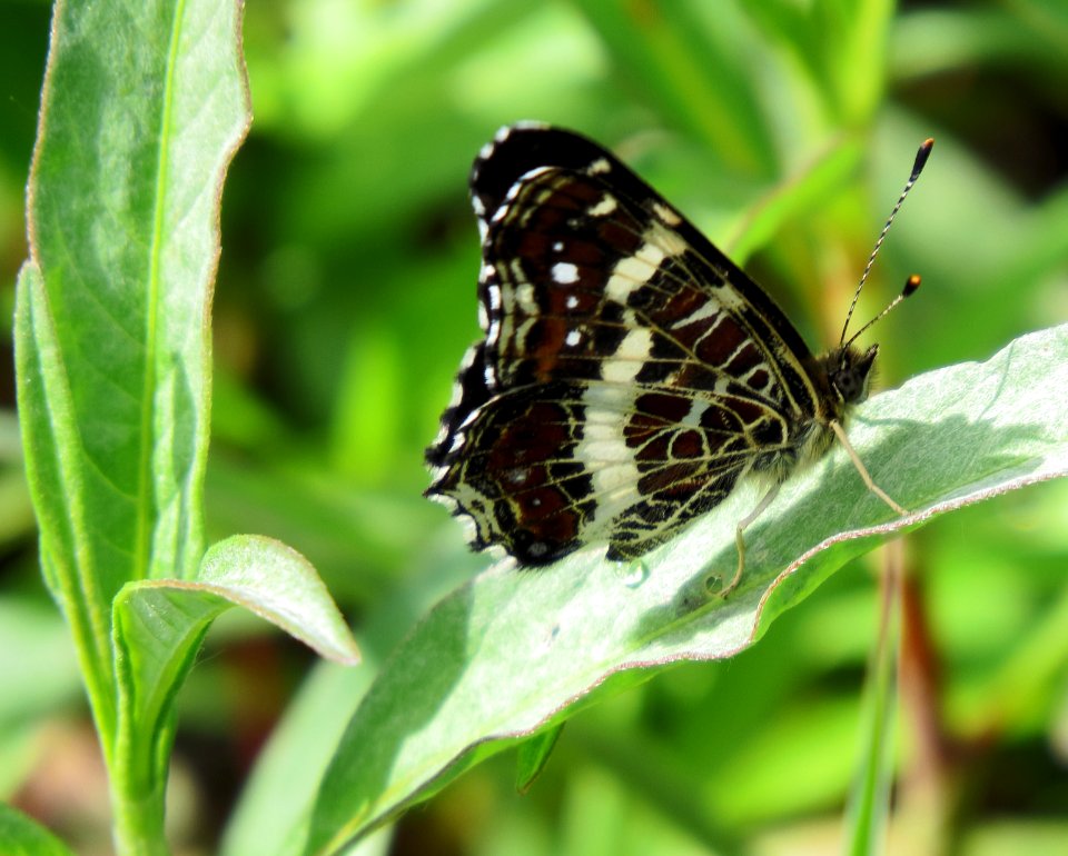 Araschnia levana f. prorsa Kiev2