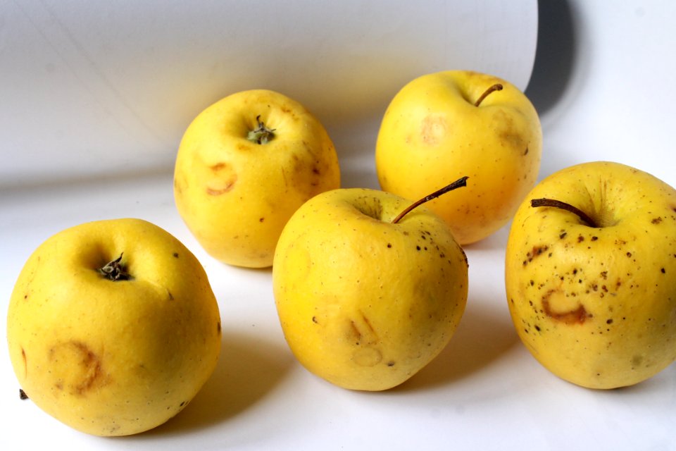 Apple chlorotic leafspot virus207
