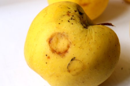 Apple chlorotic leafspot virus 198