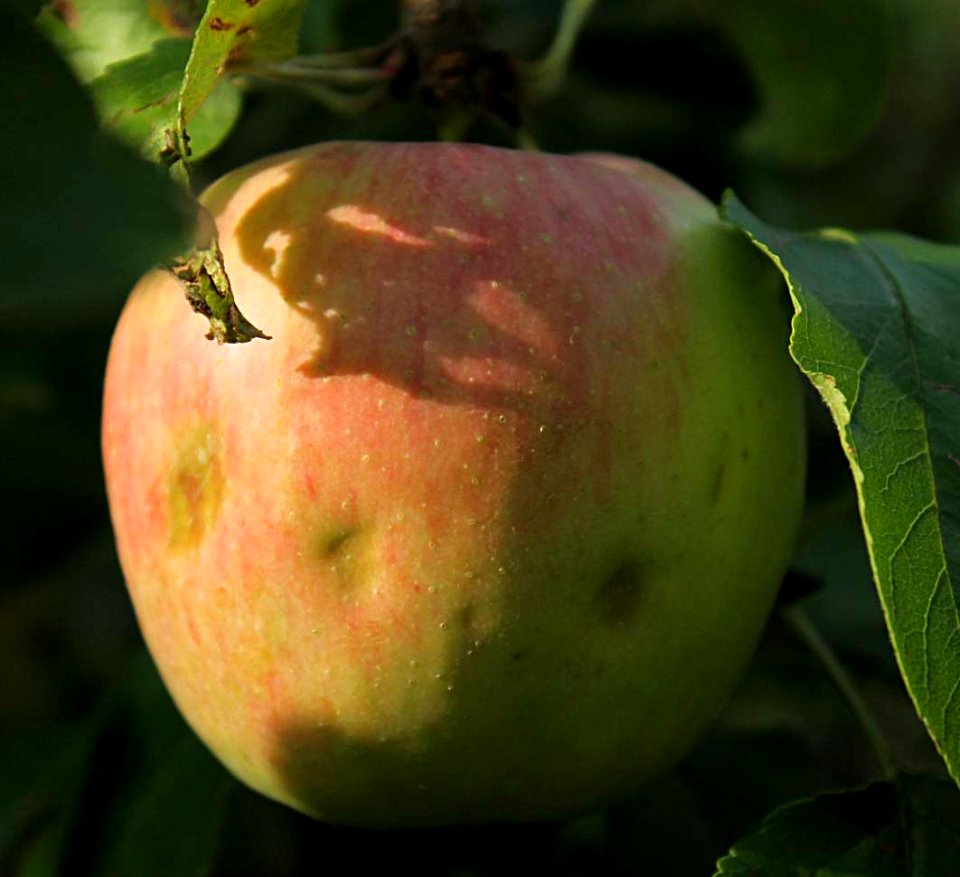 Apple hail damage10b
