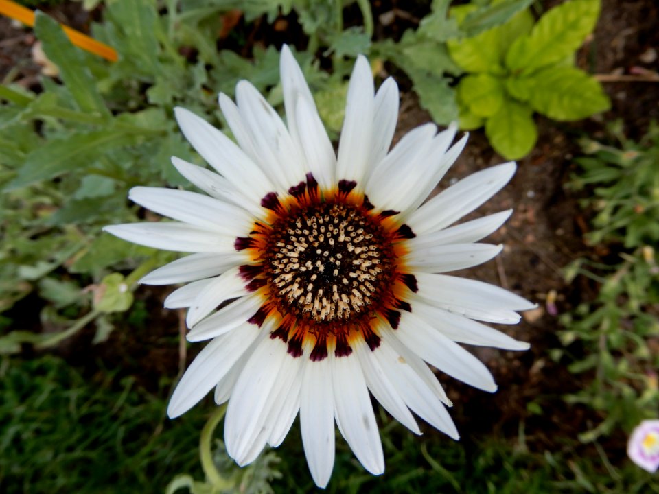 Arctotis grandis, Zulu Prince