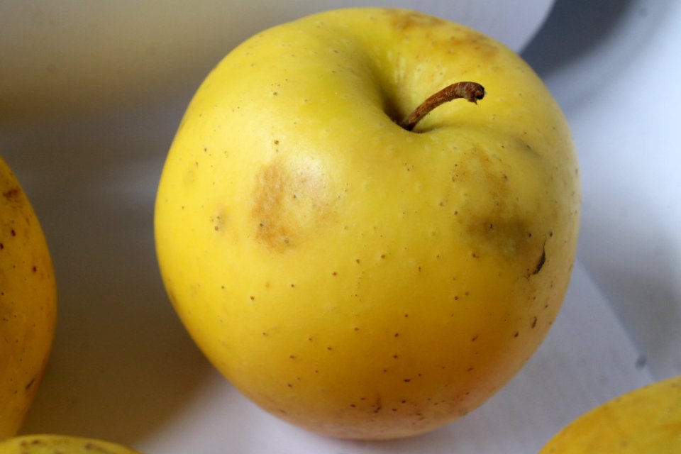 Apple chlorotic leafspot virus208