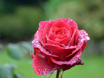 Red flower red roses petals photo