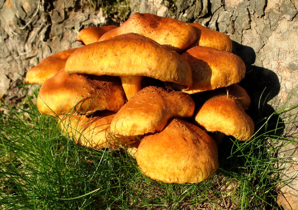 Tree fungus group grouping photo