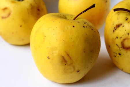 Apple chlorotic leafspot virus210