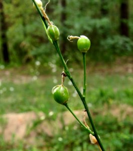 Anthericum ramosum Kiev3