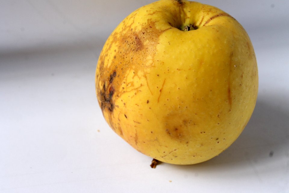 Apple chlorotic leafspot virus206