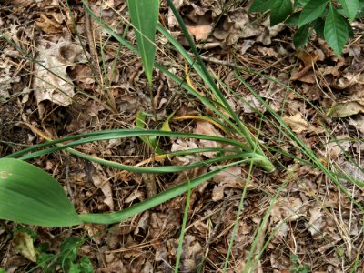 Anthericum ramosum Kiev5