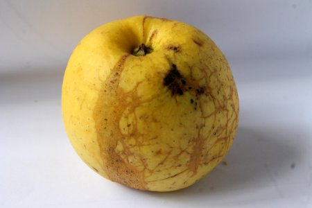 Apple chlorotic leafspot virus205