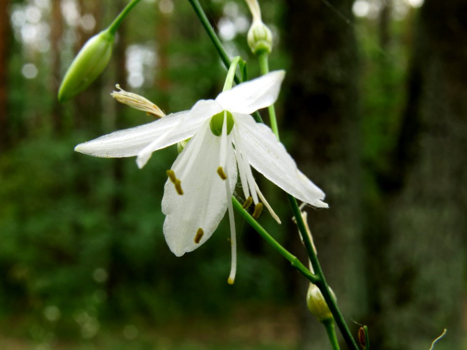 Anthericum ramosum Kiev2