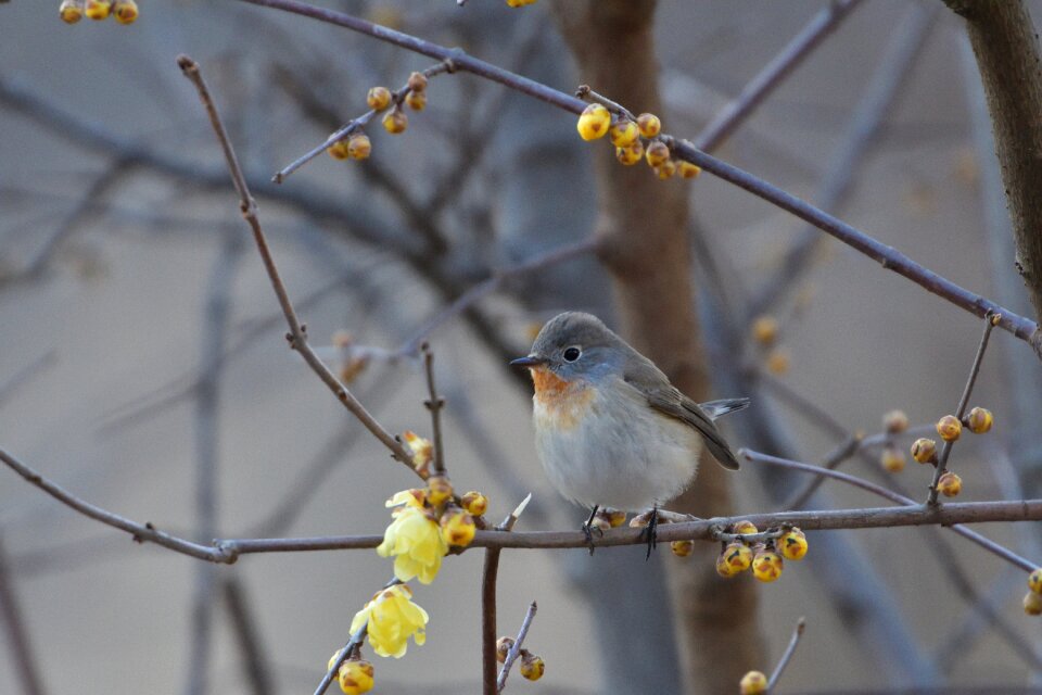 Wild animals new audio video text red-breasted flycatcher
