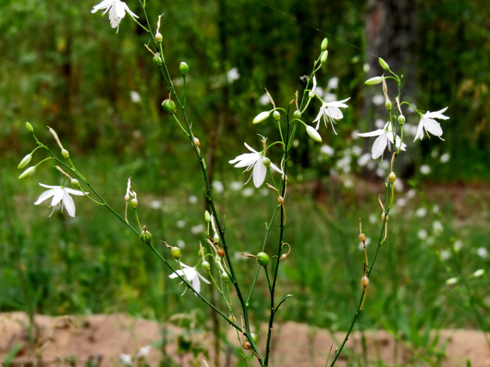 Anthericum ramosum Kiev1