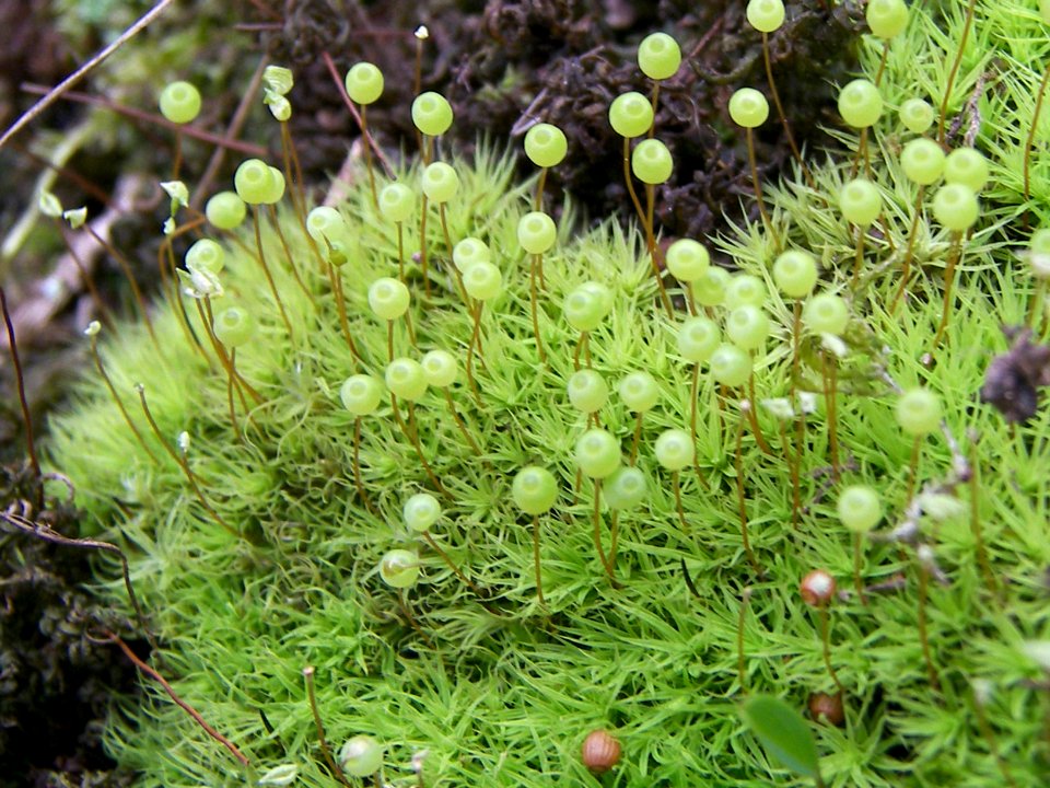 Bartramia pomiformis PR Břenčák