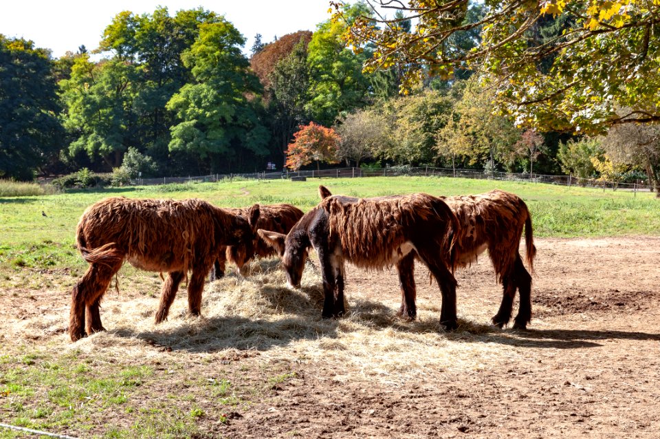 Baudets du Poitou