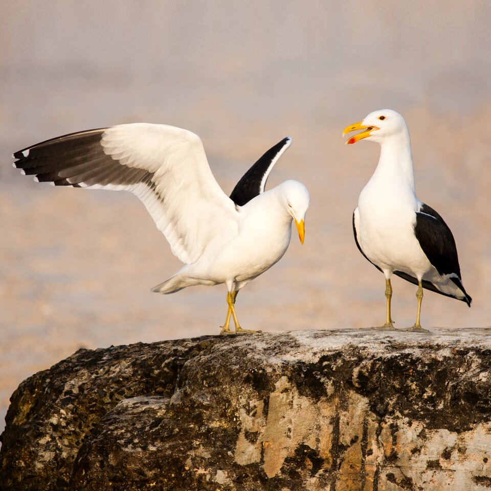 Seabird seagull shorebird