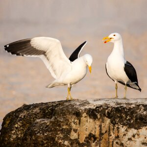 Seabird seagull shorebird photo
