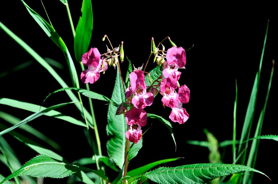 Balsamine de l'Himalaya