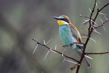 Animal bee eater kruger national park