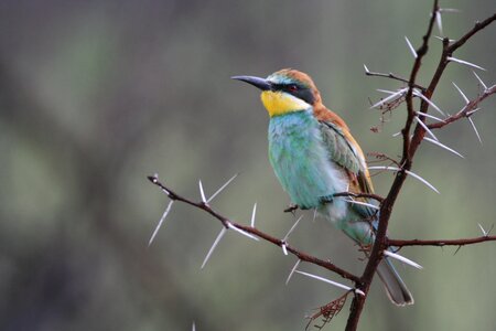 Animal bee eater kruger national park photo