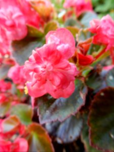 Begonia x semperflorens, Gustave rouge