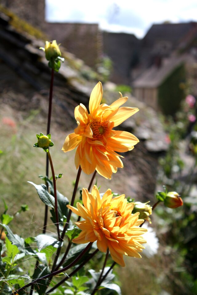 Flowers chateauneuf-en-auxois burgundy