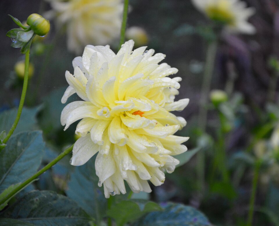 Garden massif flowers