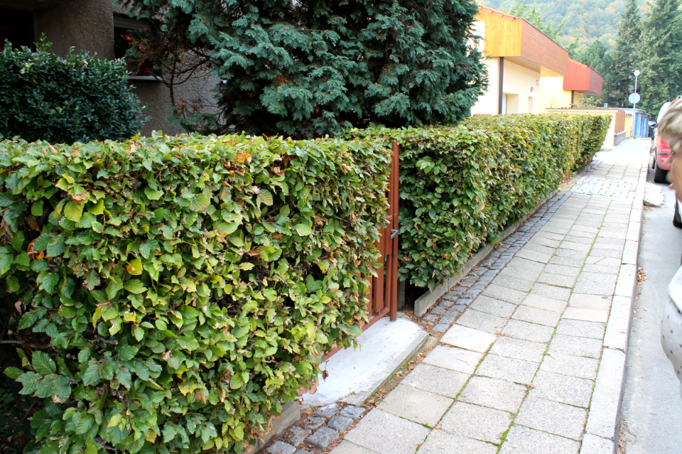Beech hedge in Brno, in the Czech Republic