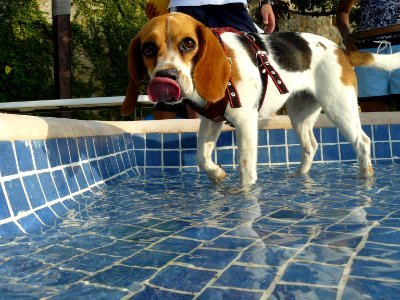 Beagle con lengua photo
