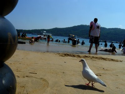 Ave en la playa de Acapulco