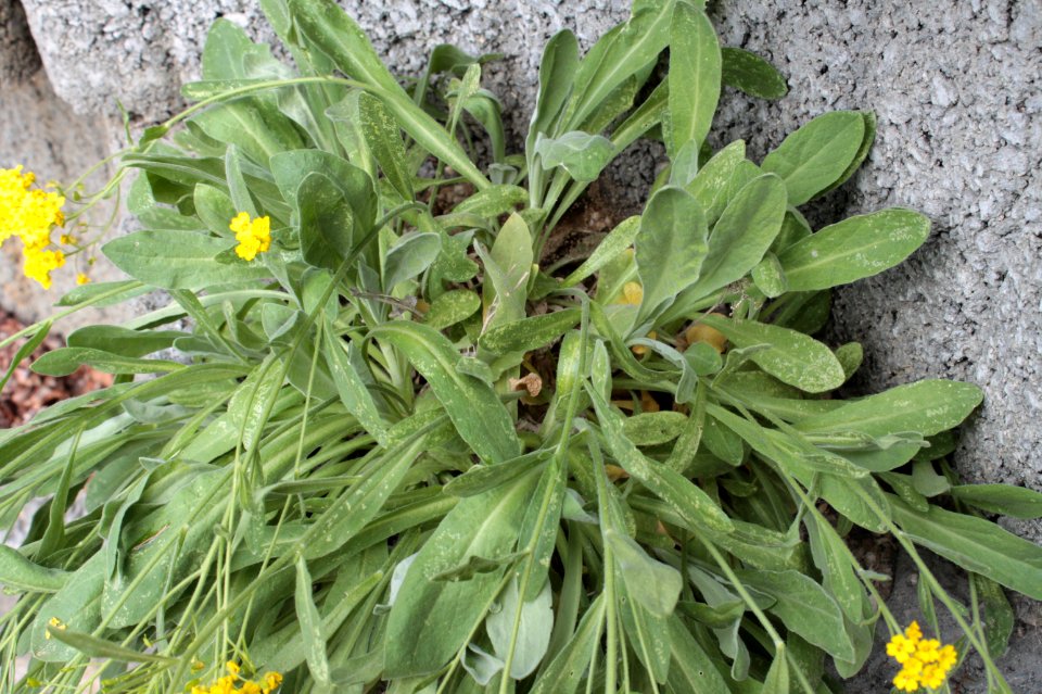 Aurinia saxatilis 12586