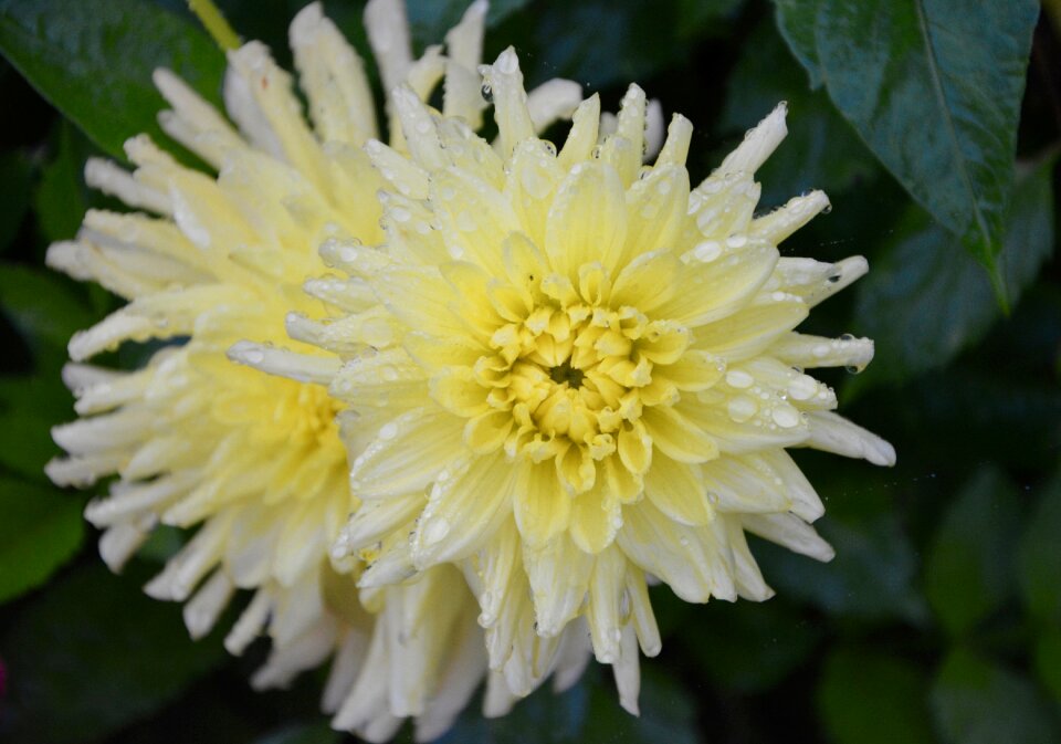 Petals flowering garden