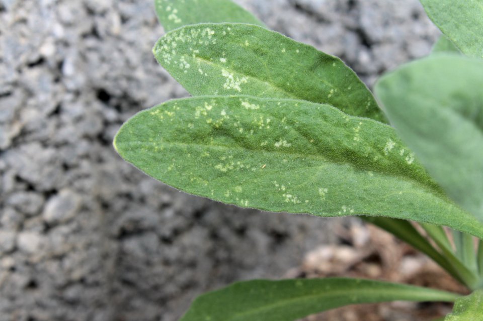 Aurinia saxatilis 12589