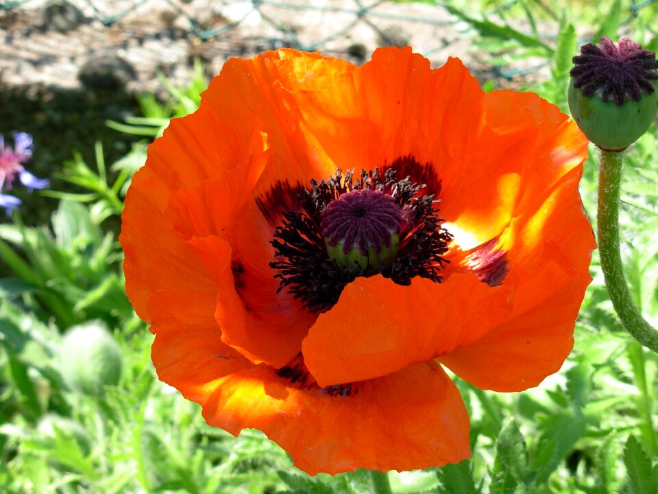 Red flower poppy papavéracées